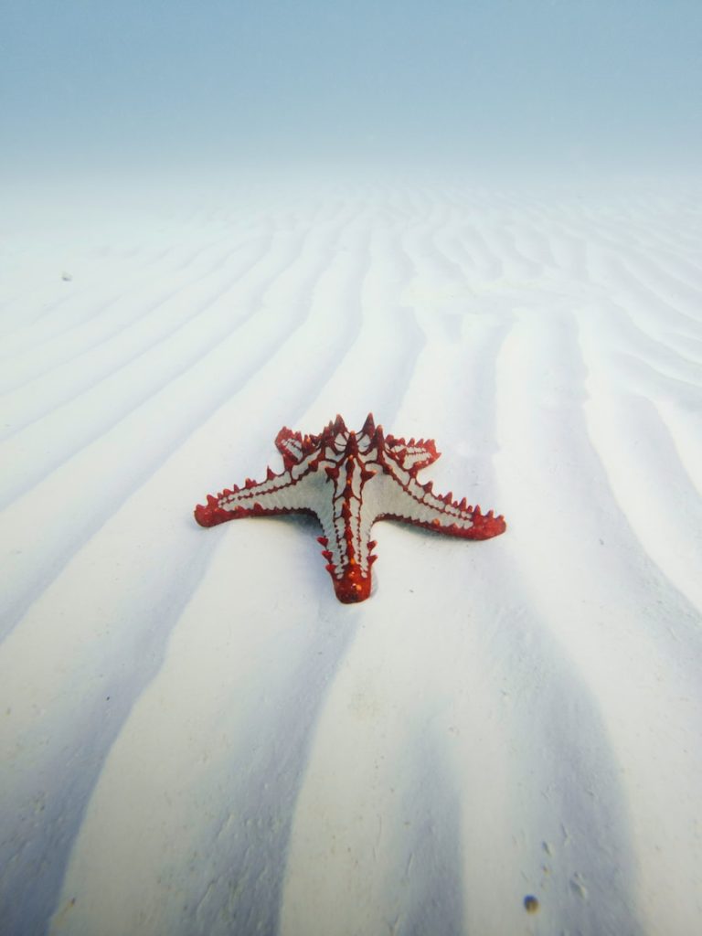a starfish laying in the middle of a sandy beach