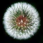 macro photography of dandelion